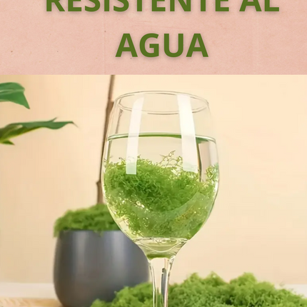 MUSGO NAVIDEÑO TENDENCIA 2025- PARA PESEBRES Y DECORACIONES